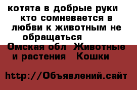 котята в добрые руки ! кто сомневается в любви к животным не обращаться !!!   - Омская обл. Животные и растения » Кошки   